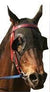 HYLAND BLINKERS 1/2 CUP PLAIN