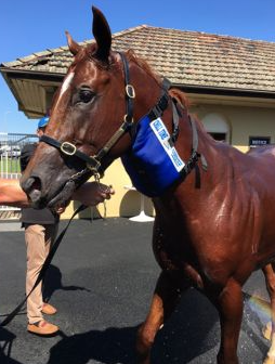 Chill Time Cooling Collar