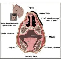 Nasal Flair Strips - 6 Pack