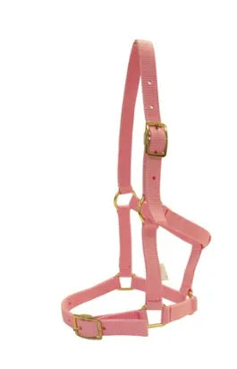 FOAL HALTER W BUCKLES