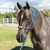 *Pro-Choice Beaded Rope Halter With Lead