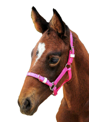 SHOWCRAFT FOAL/MINI PVC HALTER