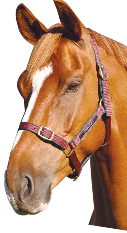 STATUS NYLON HALTER