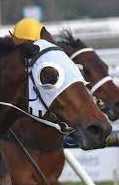 Hyland Blinkers 1/2 Cup Plain
