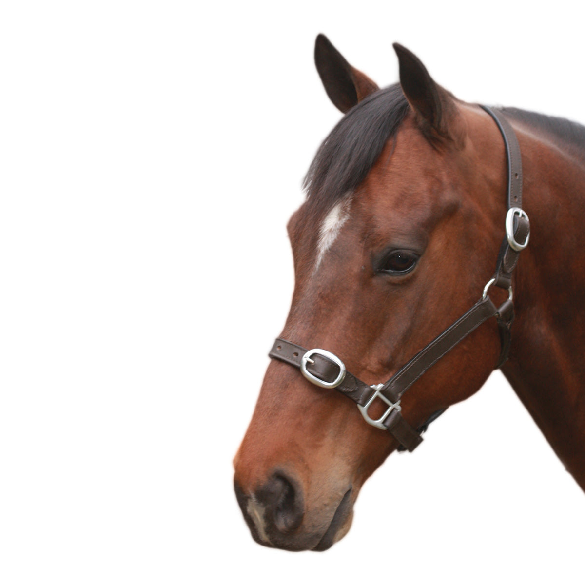 EUREKA LEATHER HALTER FOAL